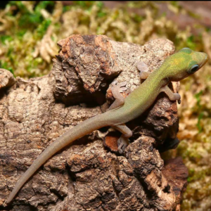 Baby Gold Dust Day Gecko