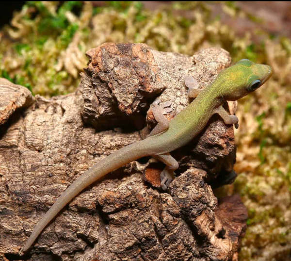 Baby Gold Dust Day Gecko