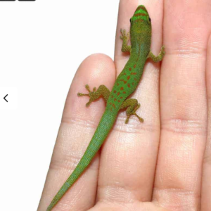 Pasteur’s Day Gecko for sale