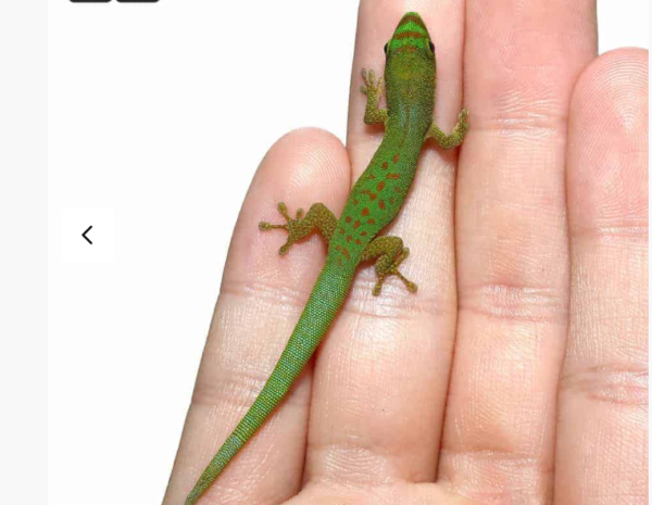 Pasteur’s Day Gecko for sale