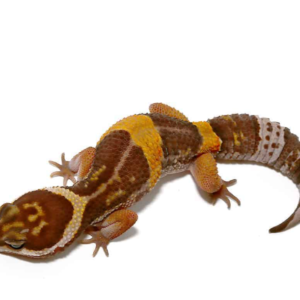 East Indian Leopard Gecko