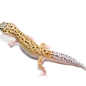 Eclipse Leopard Gecko for sale