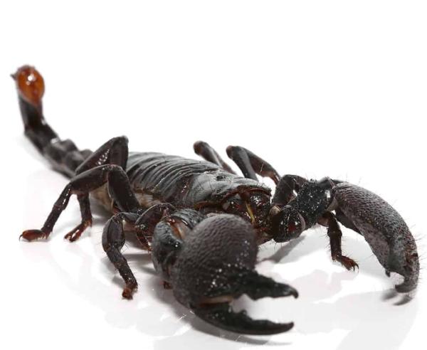 Female Emperor Scorpion - Image 3