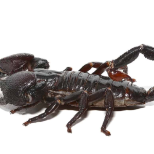 Female Emperor Scorpion