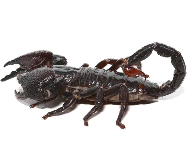 Female Emperor Scorpion