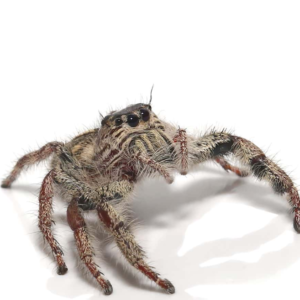 Heavy Jumping Spider for sale