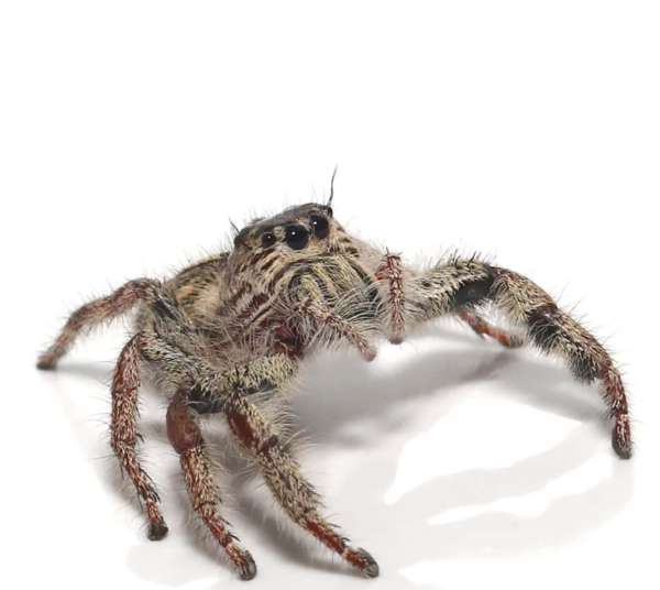Heavy Jumping Spider for sale