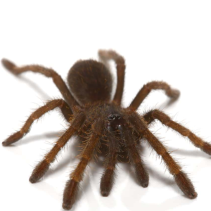 “Ho Chi Minh” Tarantula for sale