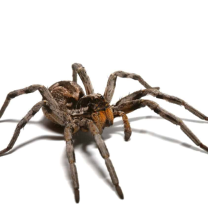 Adult Carolina Wolf Spider