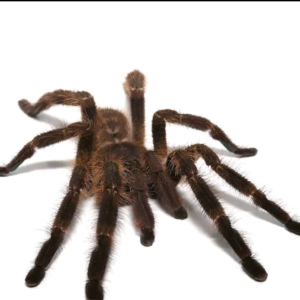 Wessel’s Tiger Ornamental Tarantula