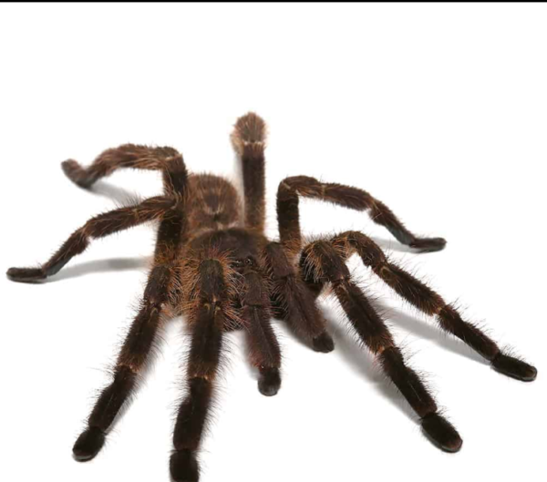 Wessel’s Tiger Ornamental Tarantula