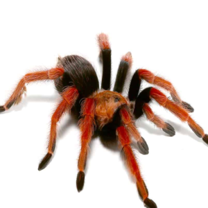 Mexican Fire Leg Tarantula