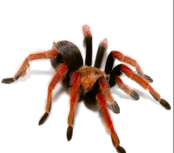 Mexican Fire Leg Tarantula