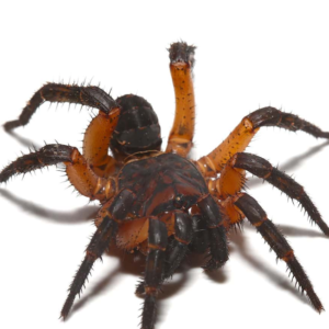 Orange Armored Trapdoor Spider