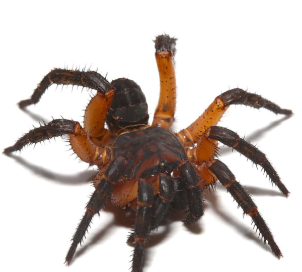 Orange Armored Trapdoor Spider