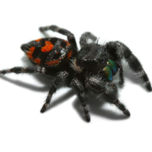 Bryentae Phase Bold Jumping Spider