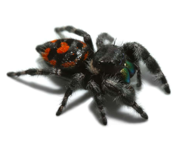 Bryentae Phase Bold Jumping Spider