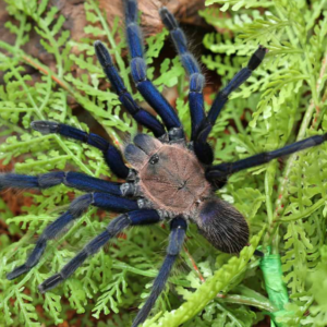 South Thailand Blue Tarantula