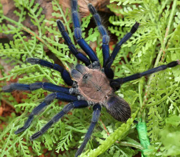 South Thailand Blue Tarantula