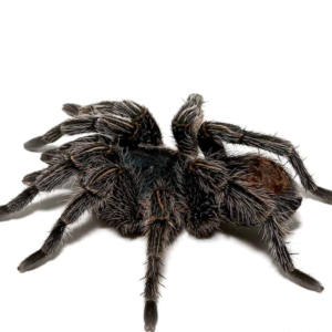 Cobalt Red Rump Tarantula