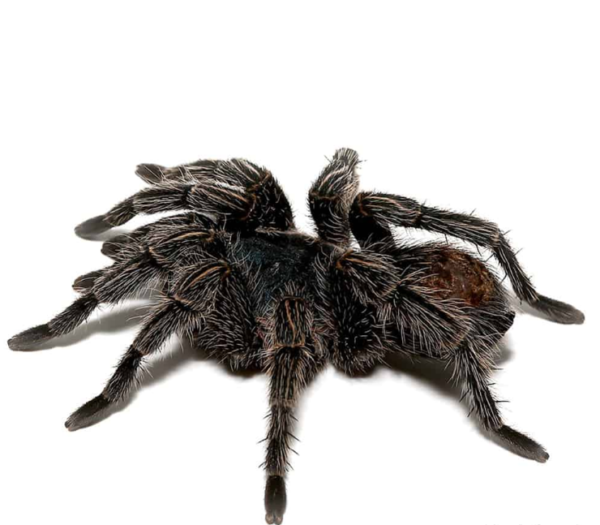 Cobalt Red Rump Tarantula