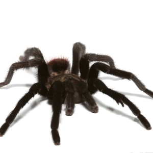 Mature Male Yucatan Rust Rump Tarantula