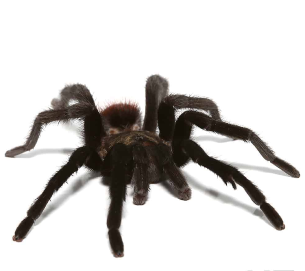 Mature Male Yucatan Rust Rump Tarantula