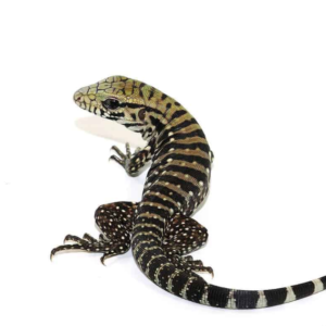 Baby Ice Tegu 100 % Het Albino for sale