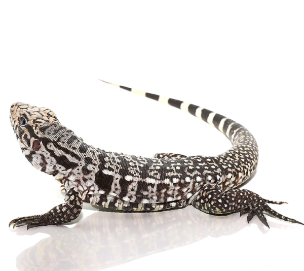 We have some Babies Ice Tegus for sale