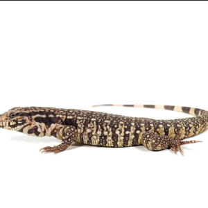 Baby Paraguayan Red Tegu available for sale