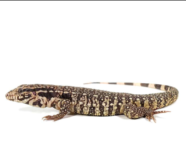Baby Paraguayan Red Tegu available for sale