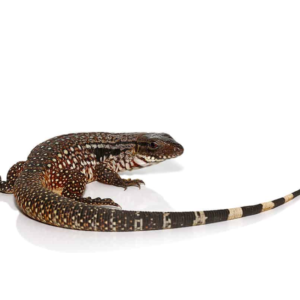 We have Snowmaker Tegu available for sale