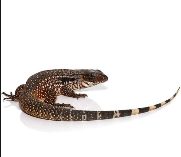 We have Snowmaker Tegu available for sale