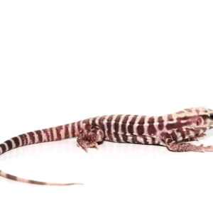 Baby Albino Tiger Ice Tegu available for sale
