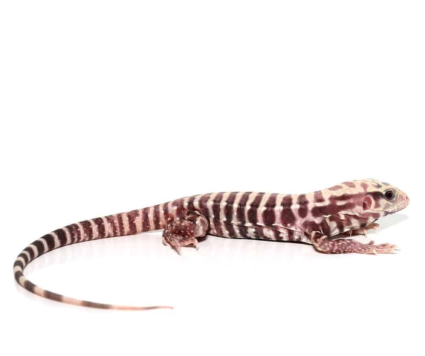 Baby Albino Tiger Ice Tegu available for sale