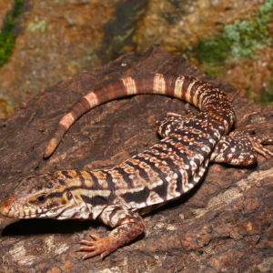 Yearling High White Red Tegu available for sale