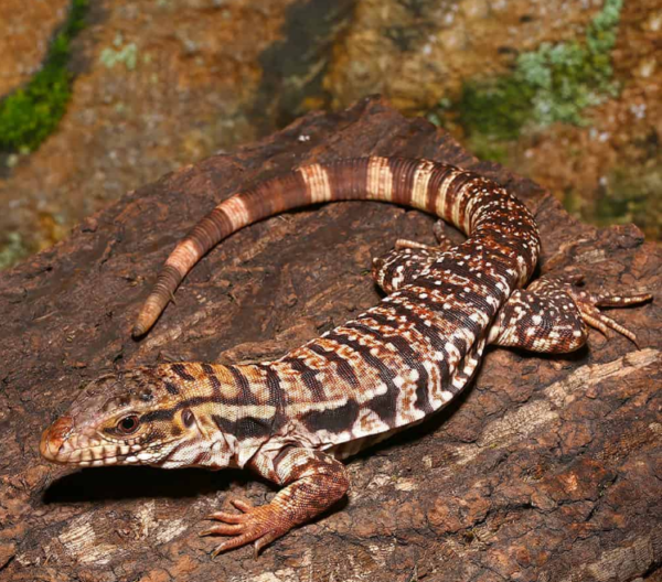 Yearling High White Red Tegu available for sale