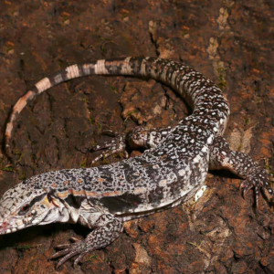 Yearling Super Red Tegu available for sale
