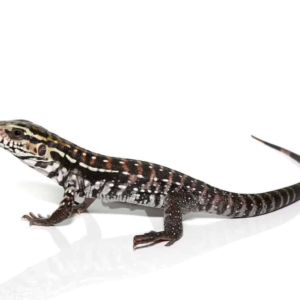 Baby Anery Red Tegu available for sale