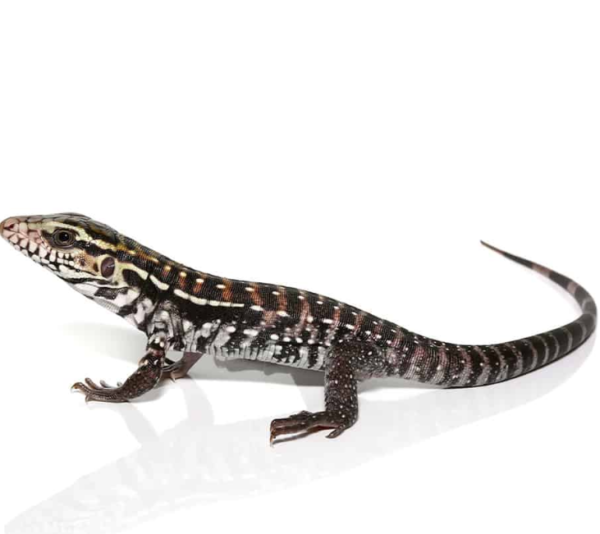Baby Anery Red Tegu available for sale