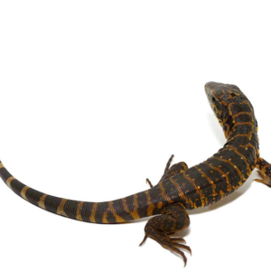 Baby Gold Tegu available for sale
