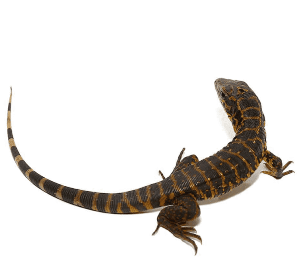 Baby Gold Tegu available for sale