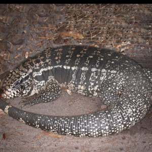 Adult Super Red Tegu available for sale