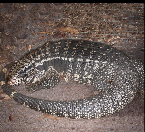 Adult Super Red Tegu available for sale