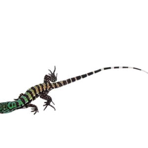 Baby Purple Tegu available for sale