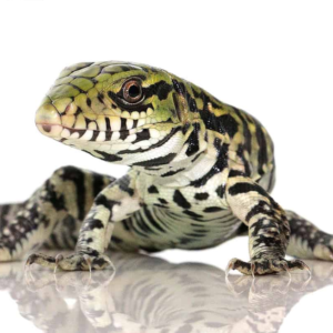 Baby Ultra Purple Tegu available for sale