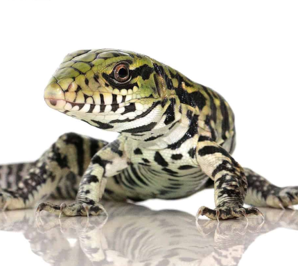 Baby Ultra Purple Tegu available for sale