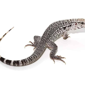 We have Baby Ghost Tegu available for sale