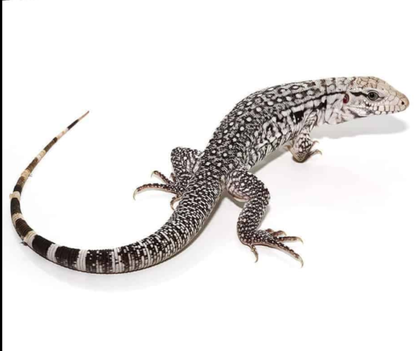 We have Baby Ghost Tegu available for sale
