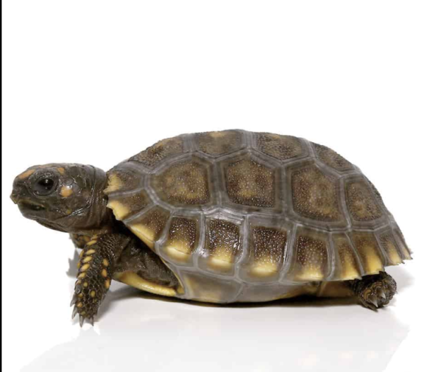 Baby Yellowfoot Tortoise available for sale